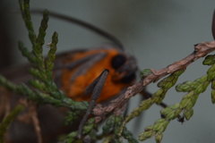 Pygarctia neomexicana