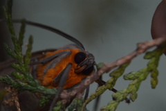 Pygarctia neomexicana