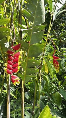 Hanging Lobster Claw Heliconia
