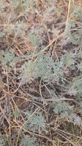 fringed sagebrush