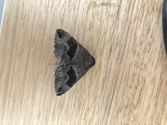 Bastilla solomonensis