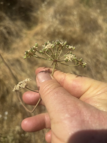 Kellogg's yampah seen in Sonoma Valley