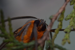 Pygarctia neomexicana