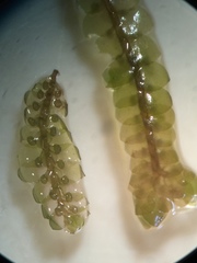 Jubula pennsylvanica