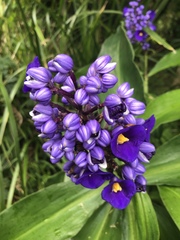 Dichorisandra thyrsiflora