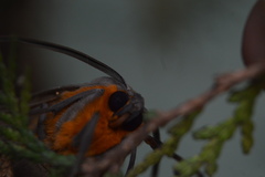 Pygarctia neomexicana