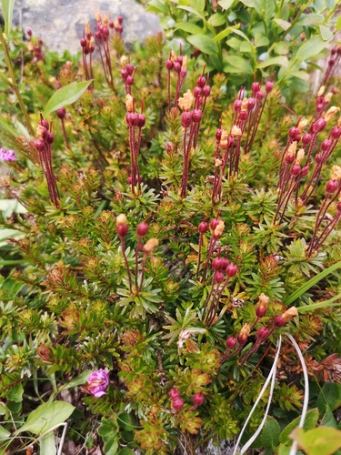 Phyllodoce caerulea, photograph 5