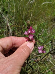 Sidalcea neomexicana