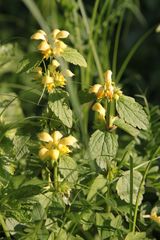 Lamium galeobdolon montanum