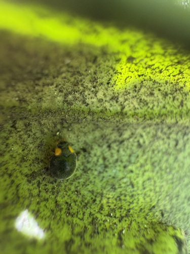 Scymnodes lividigaster observed 2026-08-11