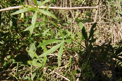 Cissus palmata