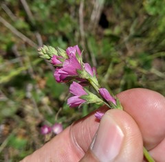Sidalcea neomexicana