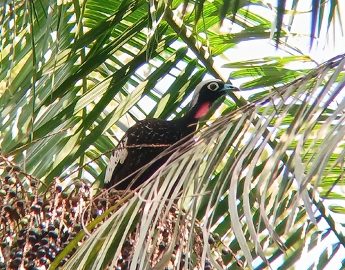 Black-fronted Piping-Guan