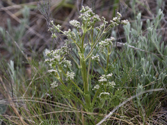 Trinia hispida