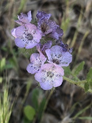 Phacelia cicutaria hispida