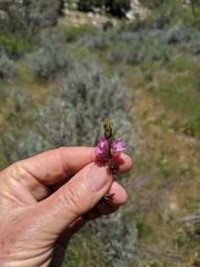 Sidalcea neomexicana