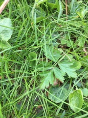 Geum vernum