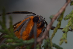 Pygarctia neomexicana