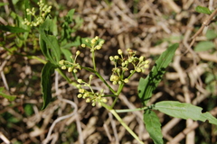 Cissus palmata
