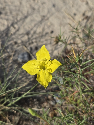 Oenothera hartwegii, photograph 4
