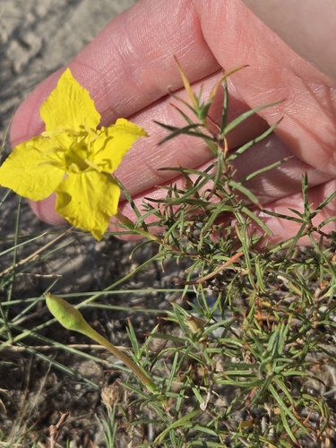 Oenothera hartwegii, photograph 5