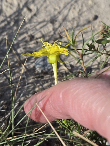 Oenothera hartwegii, photograph 6