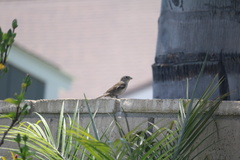 Passer domesticus