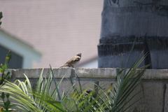 Passer domesticus
