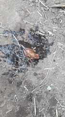 Dendropsophus columbianus