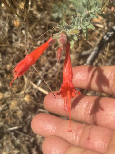 California fuchsia seen in Sonoma Valley