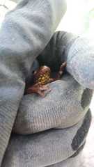 Dendropsophus columbianus