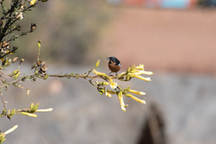 Diglossa brunneiventris