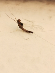 Ephemeroptera