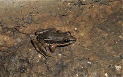 Lithobates pustulosus