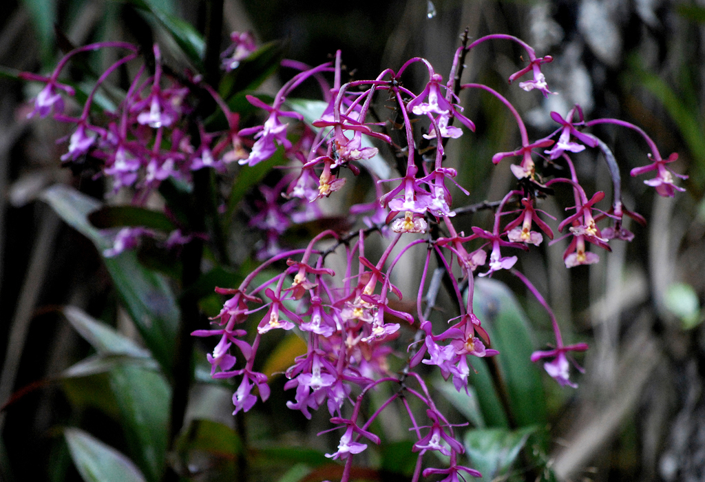 Epidendrum laeve Lindl. 2