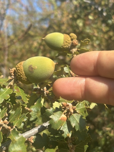 California scrub oak seen in Sonoma Valley