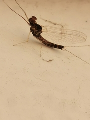 Ephemeroptera