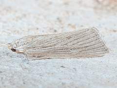 Xubida panalope