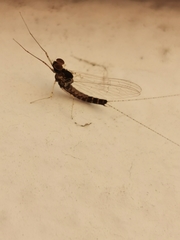 Ephemeroptera