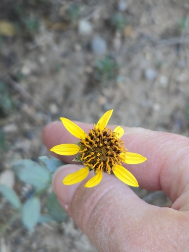 Helianthus ciliaris, photograph 2