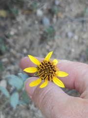 Helianthus ciliaris, photograph (c) Jo Roberts, some rights reserved (CC BY)