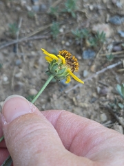 Helianthus ciliaris, photograph (c) Jo Roberts, some rights reserved (CC BY)
