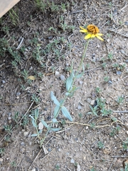 Helianthus ciliaris, photograph (c) Jo Roberts, some rights reserved (CC BY)