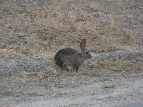 Brush Rabbit observed by quailms