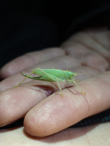 Oak Bush-cricket