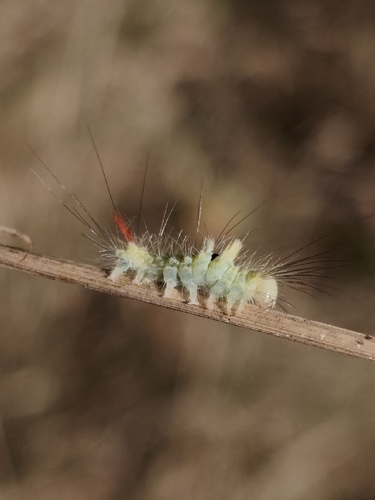 Pale Tussock Moth