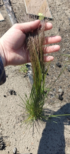 Agrostis scabra, photograph 4