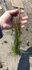 Agrostis scabra, photograph author not stated, no rights reserved