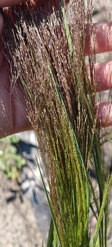 Agrostis scabra, photograph 5