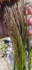 Agrostis scabra, photograph author not stated, no rights reserved